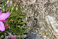 F314309: Fleischers Weidenröschen (Epilobium fleischeri)