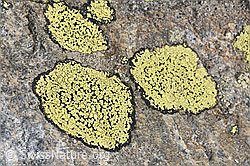 Gewöhnliche Landkartenflechte (Rhizocarpon geographicum) (09.2025, F314319)