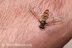 Hainschwebfliege (Episyrphus balteatus) (09.2025, F314331)
