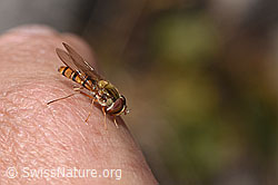 Hainschwebfliege (Episyrphus balteatus) (F314335) Hainschwebfliege (Episyrphus balteatus) (F314335)