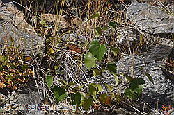 Moor-Birke (Betula pubescens) (09.2025, F314366)
