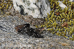 F314396: Anoplius nigerrimus (Wegwespen) mit Pardosa saturatior (Wolfspinne)