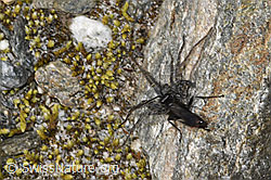 Anoplius nigerrimus (Wegwespe) und Pardosa saturatior (Wolfspinne) (F314407) Anoplius nigerrimus (Wegwespe) und Pardosa saturatior (Wolfspinne) (F314407)