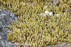 Graues Zackenmützenmoos (Racomitrium canescens aggr.) (F314426) Graues Zackenmützenmoos (Racomitrium canescens aggr.) (F314426)