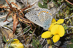 Hauhechelbläuling (Polyommatus icarus) auf Alpen-Hornklee (Lotus alpinus) (09.2025, F314440)
