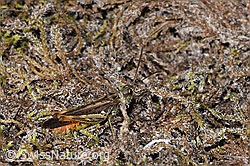 Chorthippus brunneus (F314458)