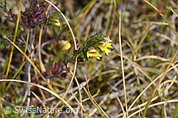 Zwerg-Augentrost (Euphrasia minima) (F314464) Zwerg-Augentrost (Euphrasia minima) (F314464)
