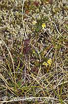 Zwerg-Augentrost (Euphrasia minima) (F314466) Zwerg-Augentrost (Euphrasia minima) (F314466)