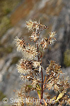 F314480: Alpen-Goldrute (Solidago virgaurea ssp. minuta)