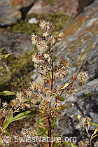 Solidago virgaurea ssp. minuta (09.2025, F314481) Solidago virgaurea ssp. minuta (09.2025, F314481)
