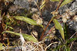 F314482: Alpen-Goldrute (Solidago virgaurea ssp. minuta)