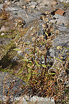 F314484: Alpen-Goldrute (Solidago virgaurea ssp. minuta)