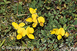 F314509: Alpen-Hornklee (Lotus alpinus)