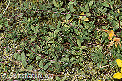 F314511: Alpen-Hornklee (Lotus alpinus)