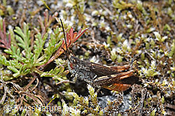 Chorthippus brunneus (09.2025, F314531)