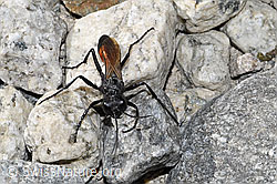 Podalonia alpina (F314535)