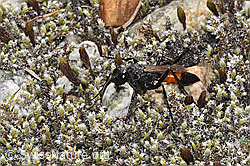 Podalonia alpina (F314537)