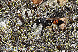 Podalonia alpina (09.2025, F314539)