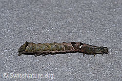 Abrostola triplasia caterpillar (28.09.2025, F314809) Abrostola triplasia caterpillar (28.09.2025, F314809)