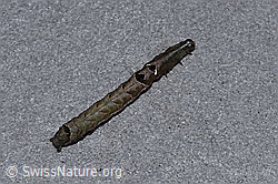 F314812: Dunkelgraue Nessel-Höckereule Raupe (Abrostola triplasia)