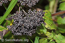 F314823: Echter Dost (Origanum vulgare)
