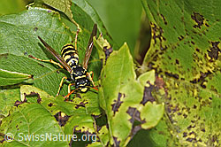 F314852: Französische Feldwespe (Polistes dominula)