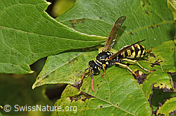 F314853: Französische Feldwespe (Polistes dominula)