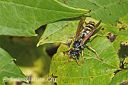 F314854: Französische Feldwespe (Polistes dominula)