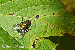 Neomyia cornicina (Fliege) (30.09.2025, F314858)