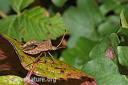 F314860: Grosse Randwanze (Coreus marginatus)
