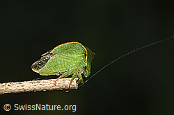 F314864: Büffelzikade (Stictocephala bisonia)
