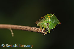 F314865: Büffelzikade (Stictocephala bisonia)