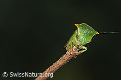 F314866: Büffelzikade (Stictocephala bisonia)
