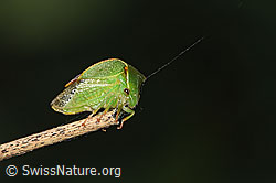 F314867: Büffelzikade (Stictocephala bisonia)