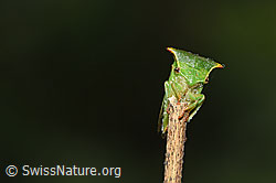 F314869: Büffelzikade (Stictocephala bisonia)