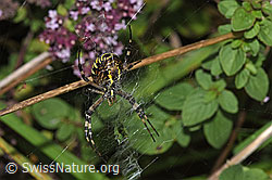 F314875: Wespenspinne  (Argiope bruennichi)