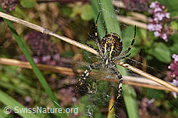 F314876: Wespenspinne  (Argiope bruennichi)