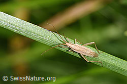 Photo: Stenodema laevigata