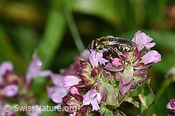 F314881: Dunkelgrüne Schmalbiene (Lasioglossum morio) auf Echtem Dost (Origanum vulgare)