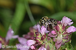 F314882: Dunkelgrüne Schmalbiene (Lasioglossum morio) auf Echtem Dost (Origanum vulgare)