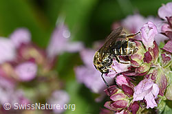 F314884: Dunkelgrüne Schmalbiene (Lasioglossum morio) auf Echtem Dost (Origanum vulgare)