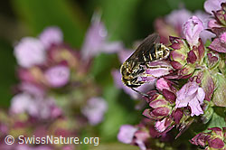 F314885: Dunkelgrüne Schmalbiene (Lasioglossum morio) auf Echtem Dost (Origanum vulgare)