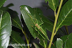 F314903: Zwitscherschrecke (Tettigonia cantans)