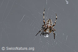 Gartenkreuzspinne (Araneus diadematus) (F314906) Gartenkreuzspinne (Araneus diadematus) (F314906)