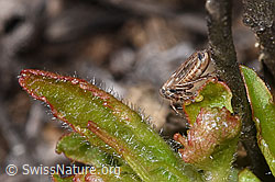 Wiesen-Dickkopfzikade (Anaceratagallia ribauti) (F315285)