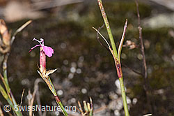 Dianthus carthusianorum (F315297)