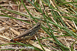 Chorthippus mollis (F315325)