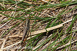 Chorthippus mollis (F315326)