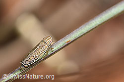 Foto: Kandelabergraszirpe (Arocephalus longiceps)