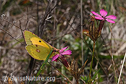 F315340: Postillon (Colias crocea) an Gewöhnlicher Kartäuser-Nelke (Dianthus carthusianorum)